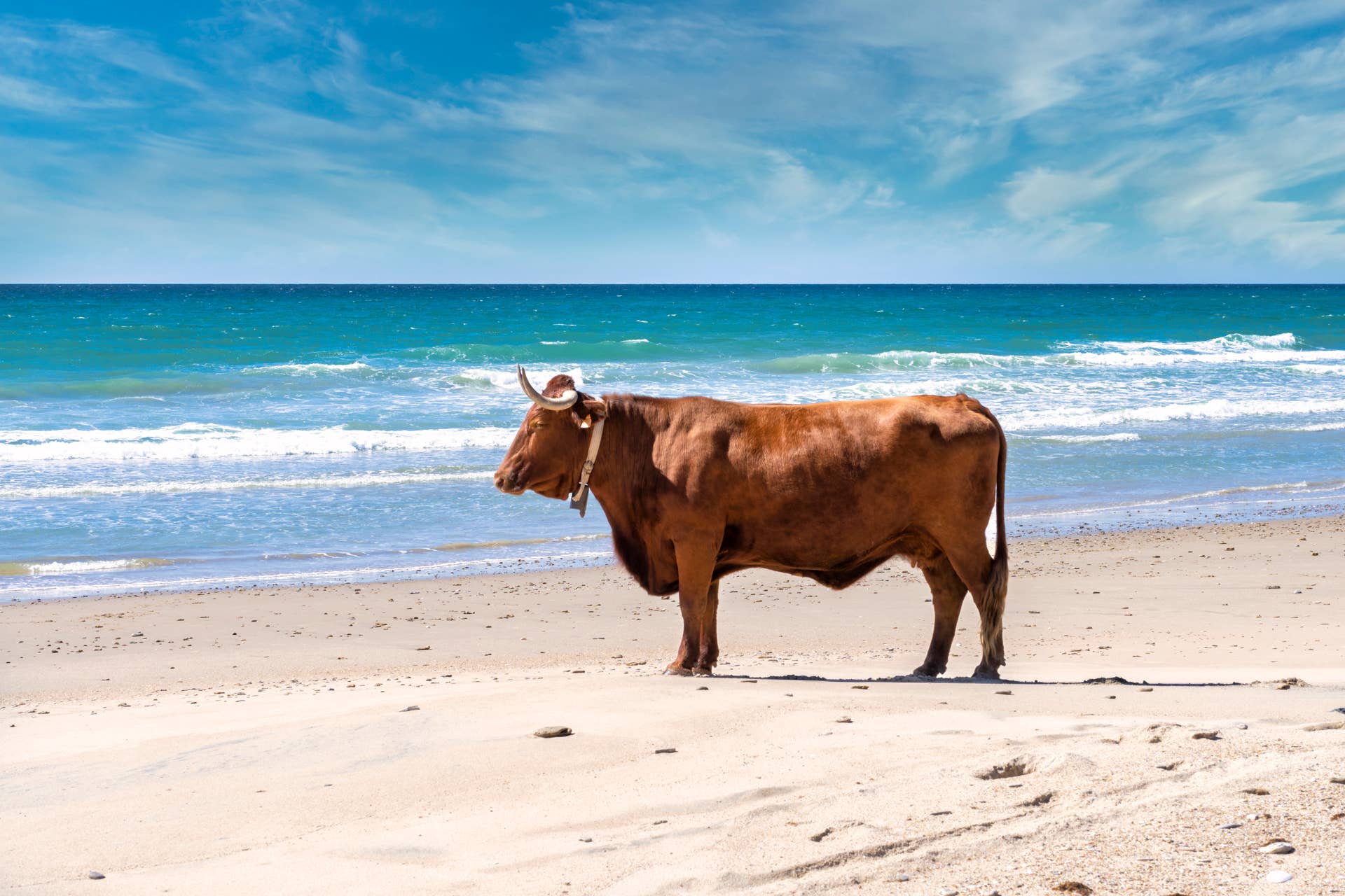 Cow Sees the Ocean for the First Time and Has the Best Beach Day ...