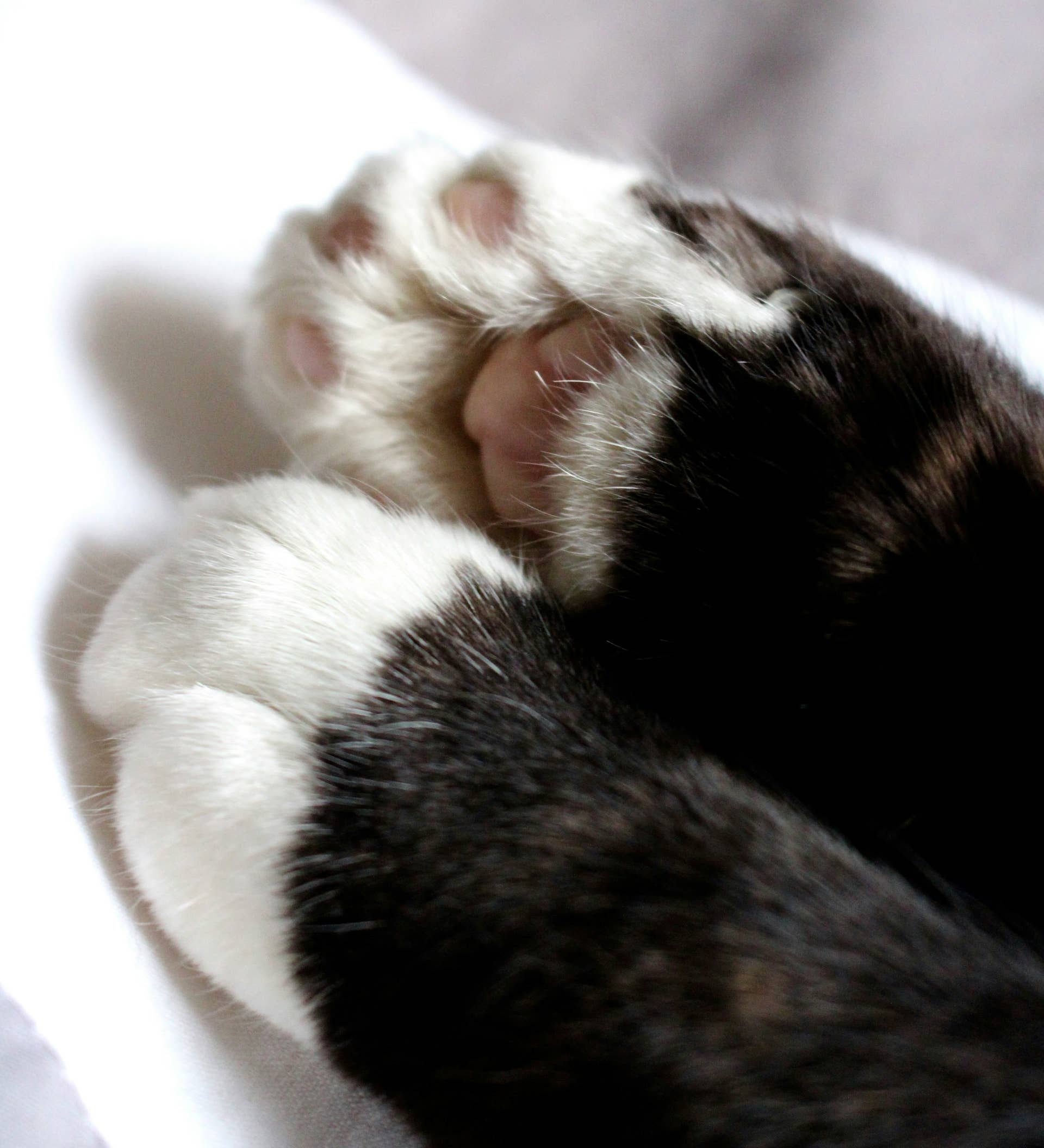 Shelter Cat Wins Man Over Despite Financial and Moving Concerns ...
