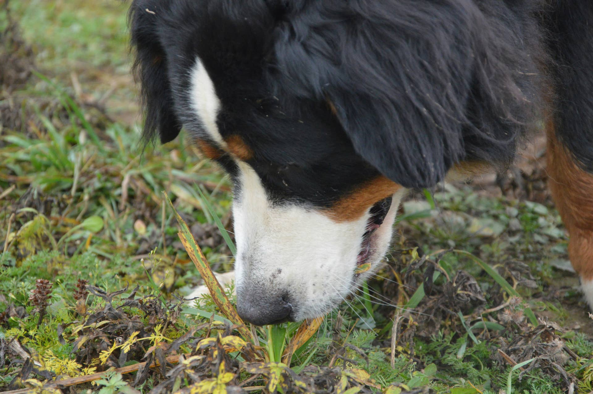 Why Do Dogs Eat Grass? A Vet Explains the Surprising Reason - Parade Pets