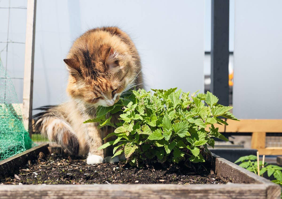 Scientists Found a Plant That Cats Love Even More Than Catnip - Parade Pets