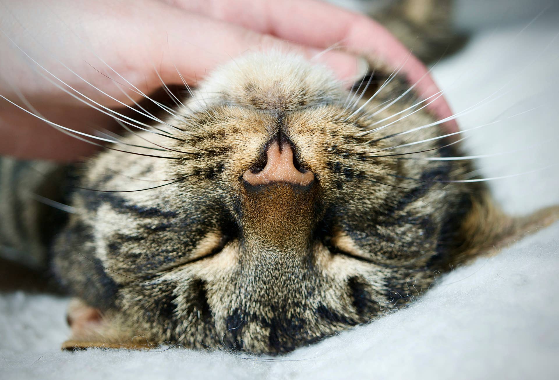Things Your Cat Is Trying to Tell You With Their Tail - Parade Pets