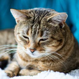 3-Legged Shelter Cat Gets Passed Up for Not Being 'Normal,' and It's Heartbreaking