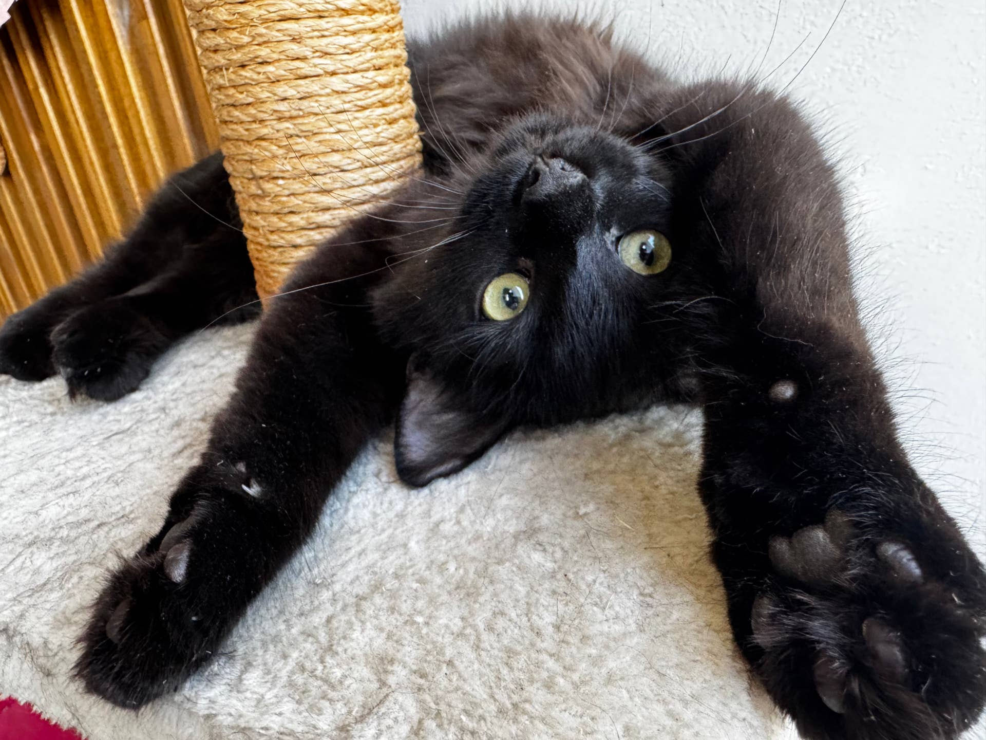 Black Cat Shakes His Head So Fast, His Eyes Look Like a Slot