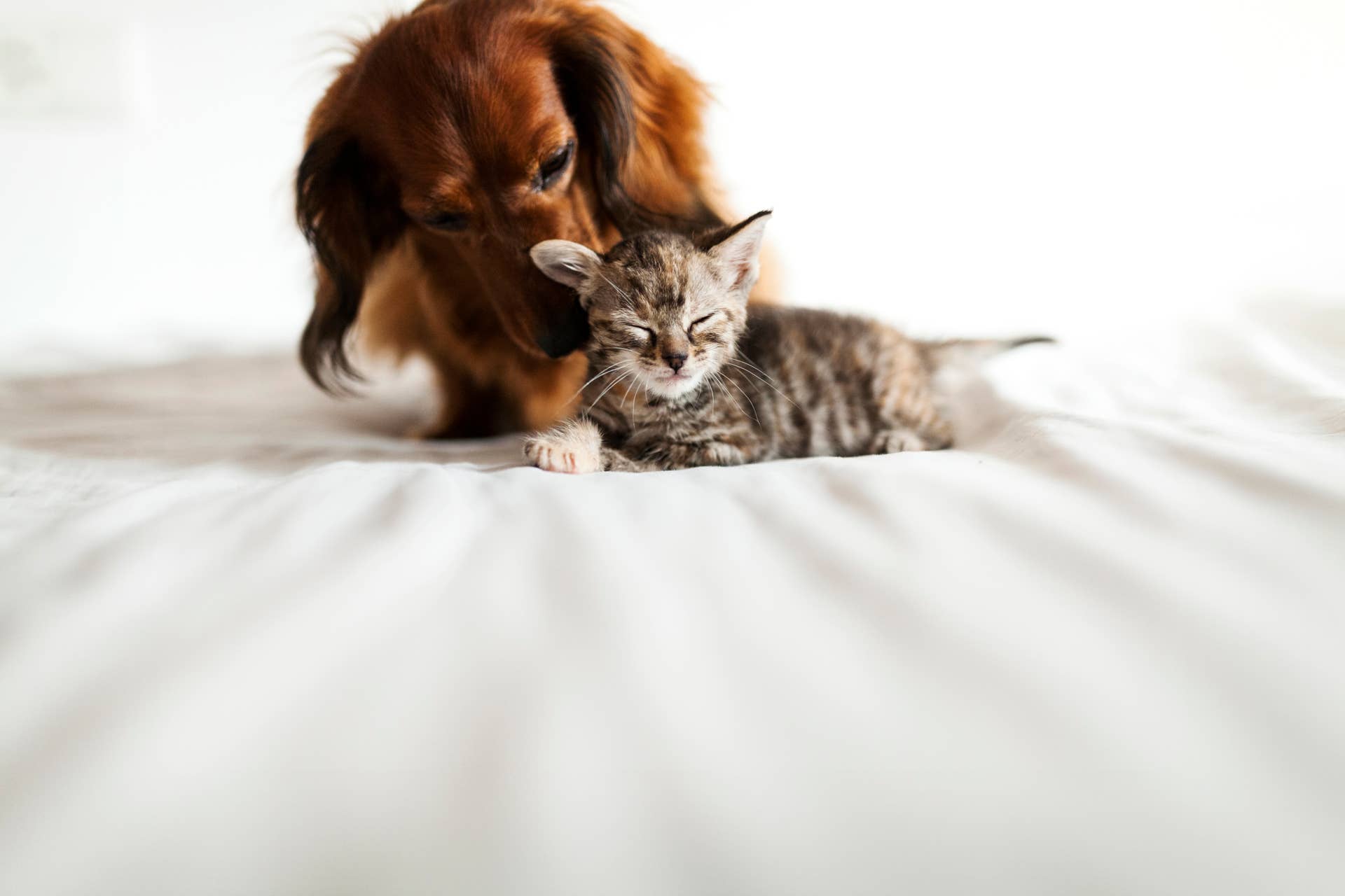 Tabby Cat Holds Onto Longhaired Dachshund and Never Wants To Let Go