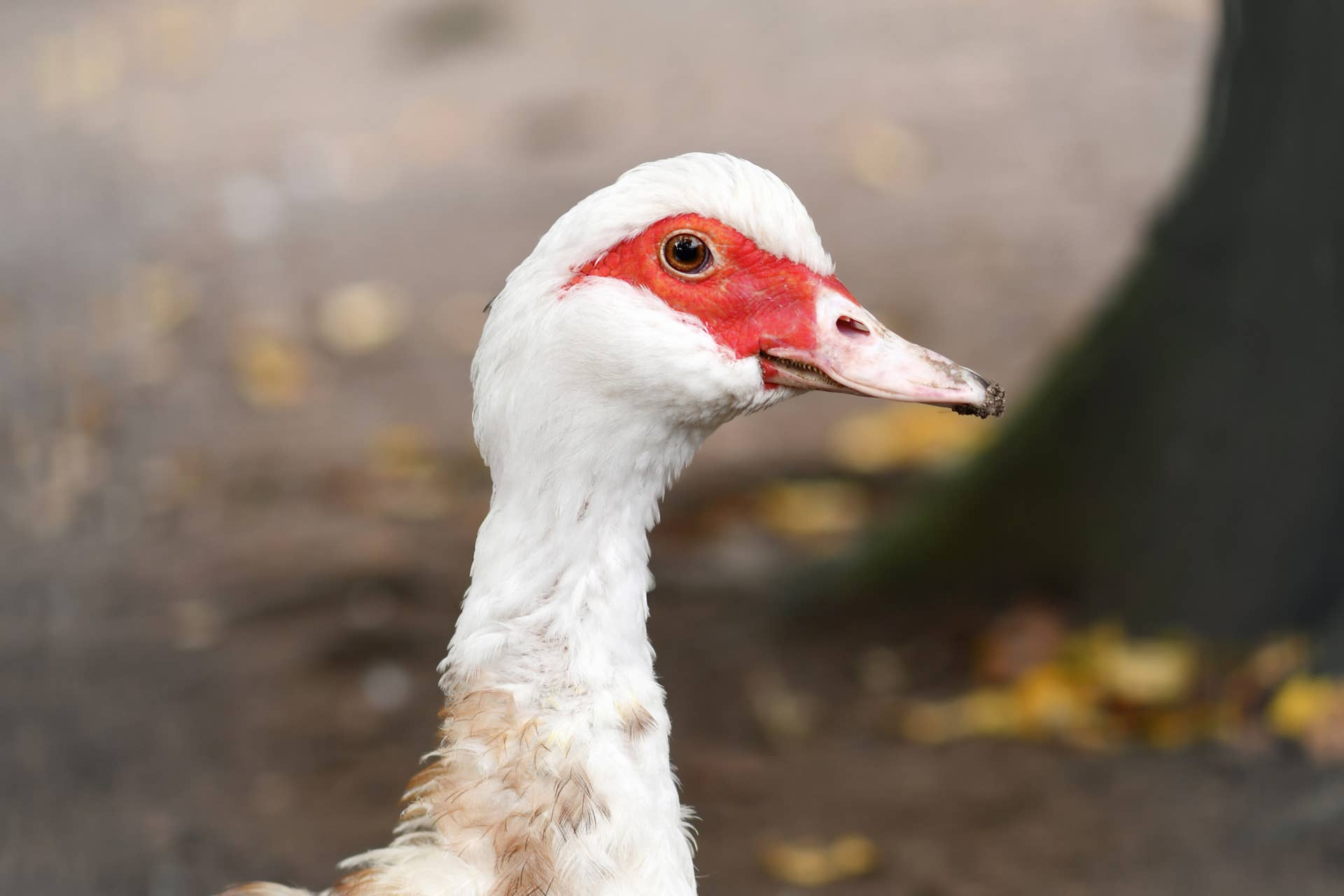 Rescued Duck Meets New Friends for the First Time After Surviving Being ...