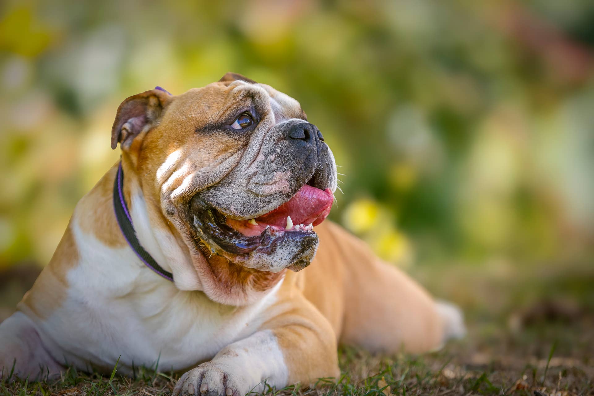 Vet's Dog Overheating Warning Goes Viral--Every Pet Parent Needs to See ...