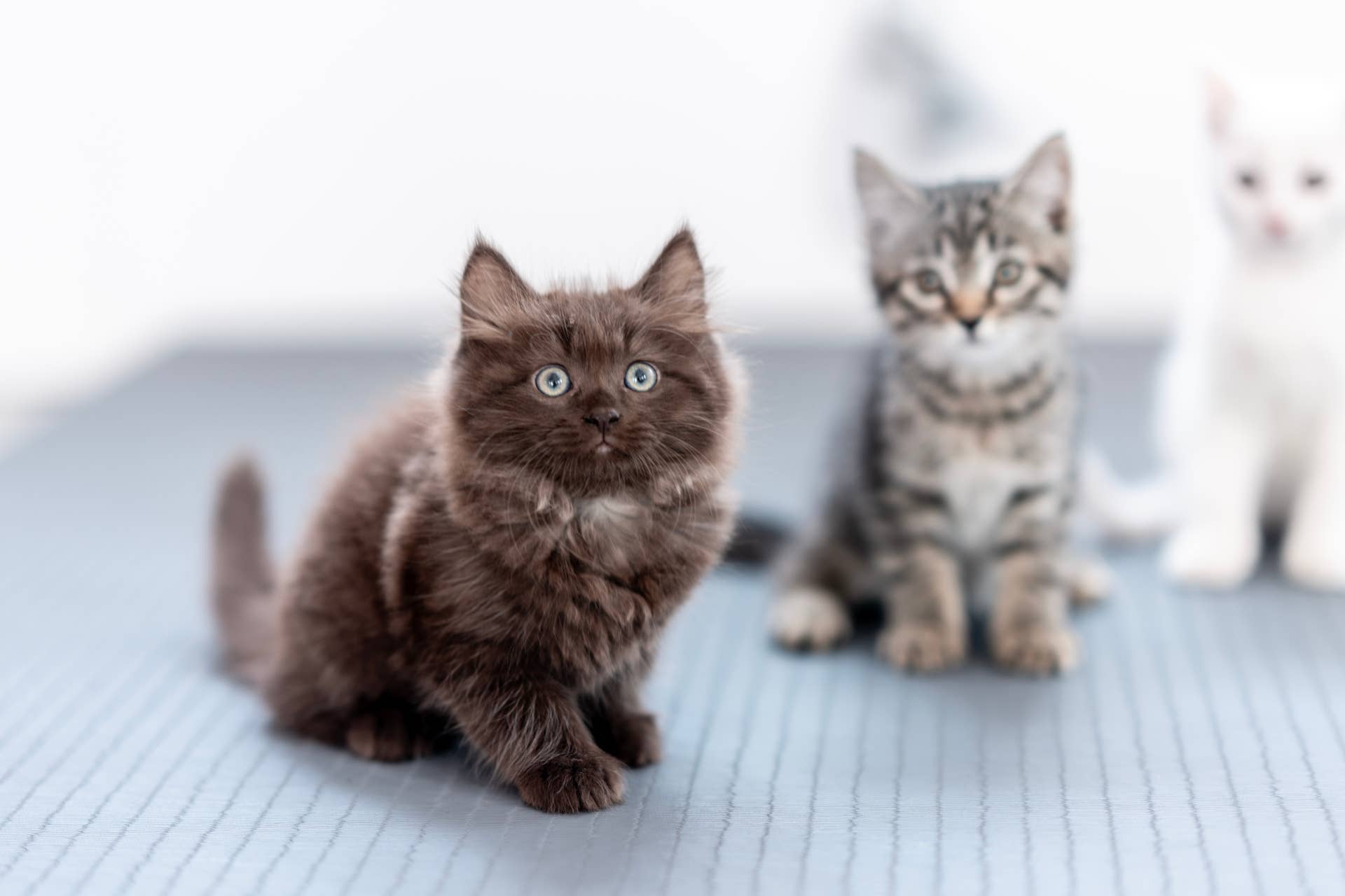 Stray Cat Brings Beautiful Litter of Kittens to Say Hello - Parade Pets