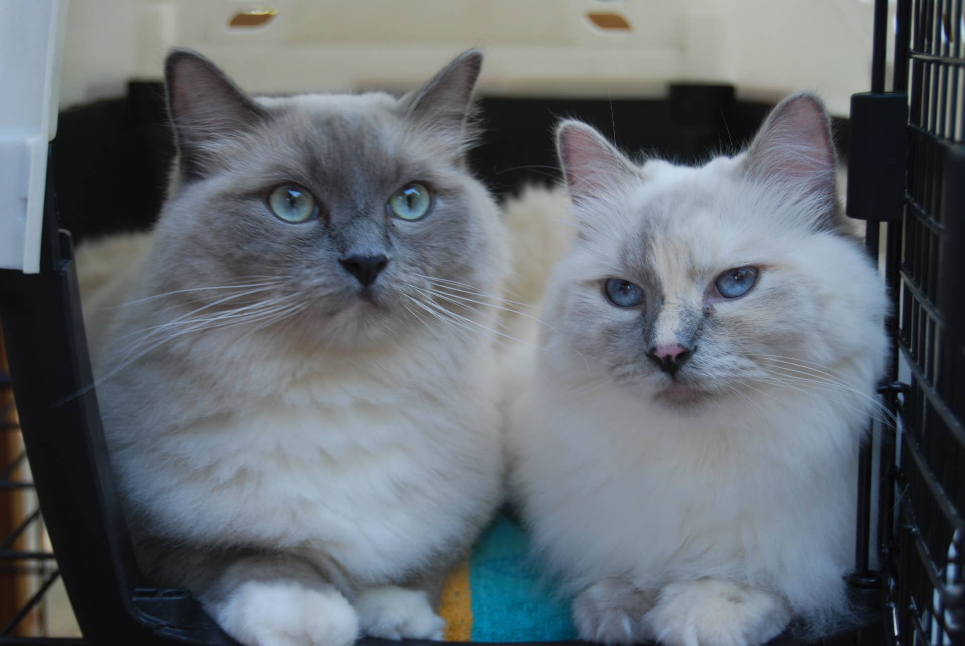 Ragdoll Siblings May Look Alike, but Their Meows Couldn’t Be More ...
