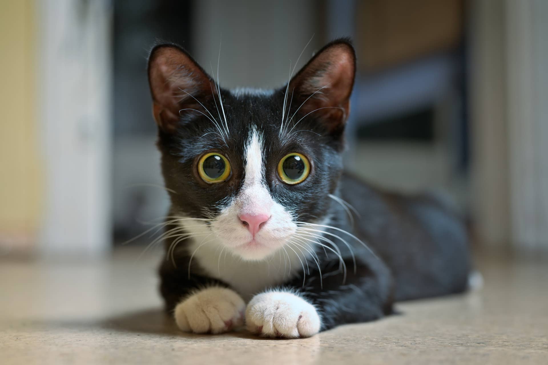 Tuxedo Cat 'Sploots' Just Like a Dog, and It's the Cutest Thing Online ...