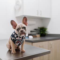 5 Heartwarming Signs Your Anxious Pet Actually Trusts Their Vet, According to Behaviorists