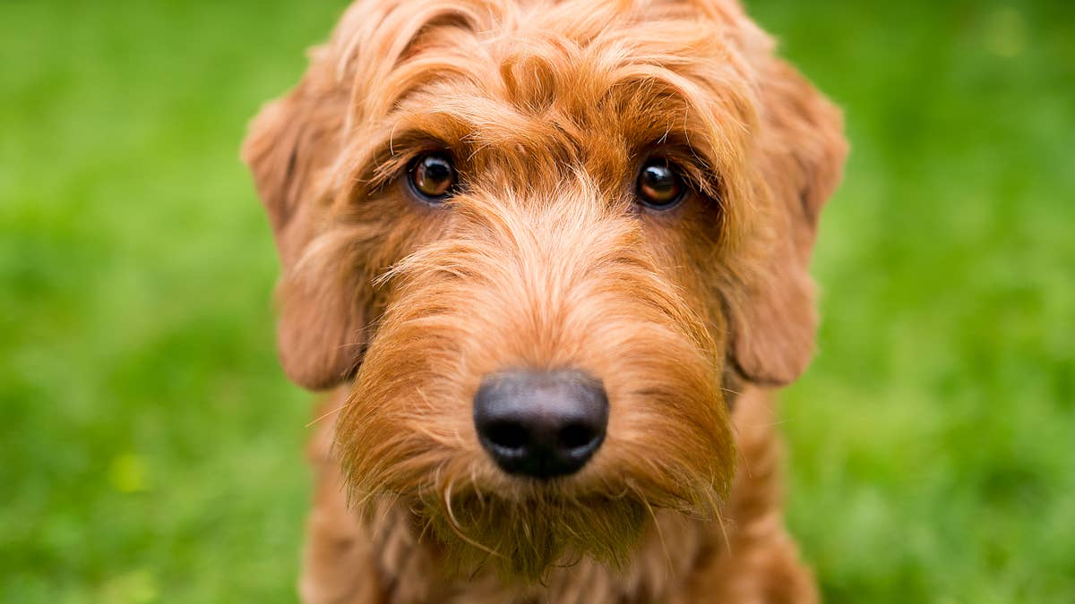 Goldendoodle Invents a Hilarious New Sport While on a Walk