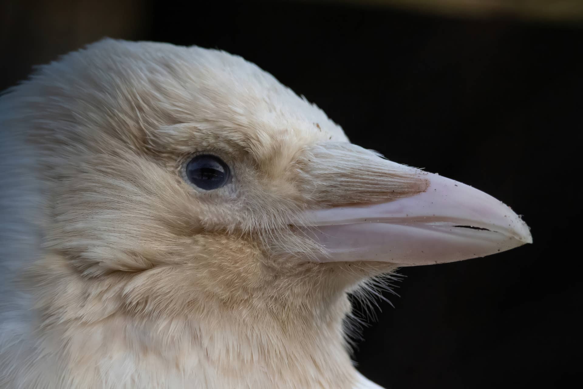 This Rare Albino Crow Is Strikingly Beautiful - Parade Pets