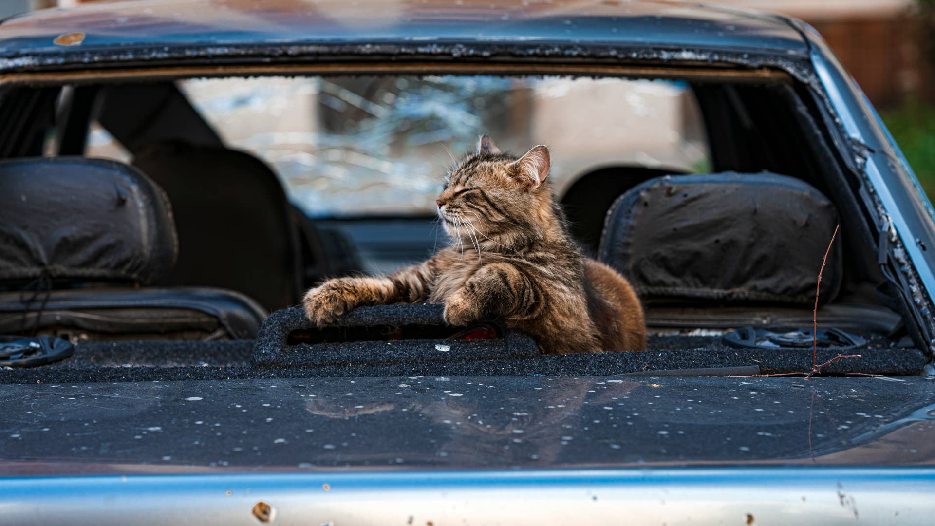 Road Tripping With a Cat? The Only 4 Litter Box Hacks You Need to Know