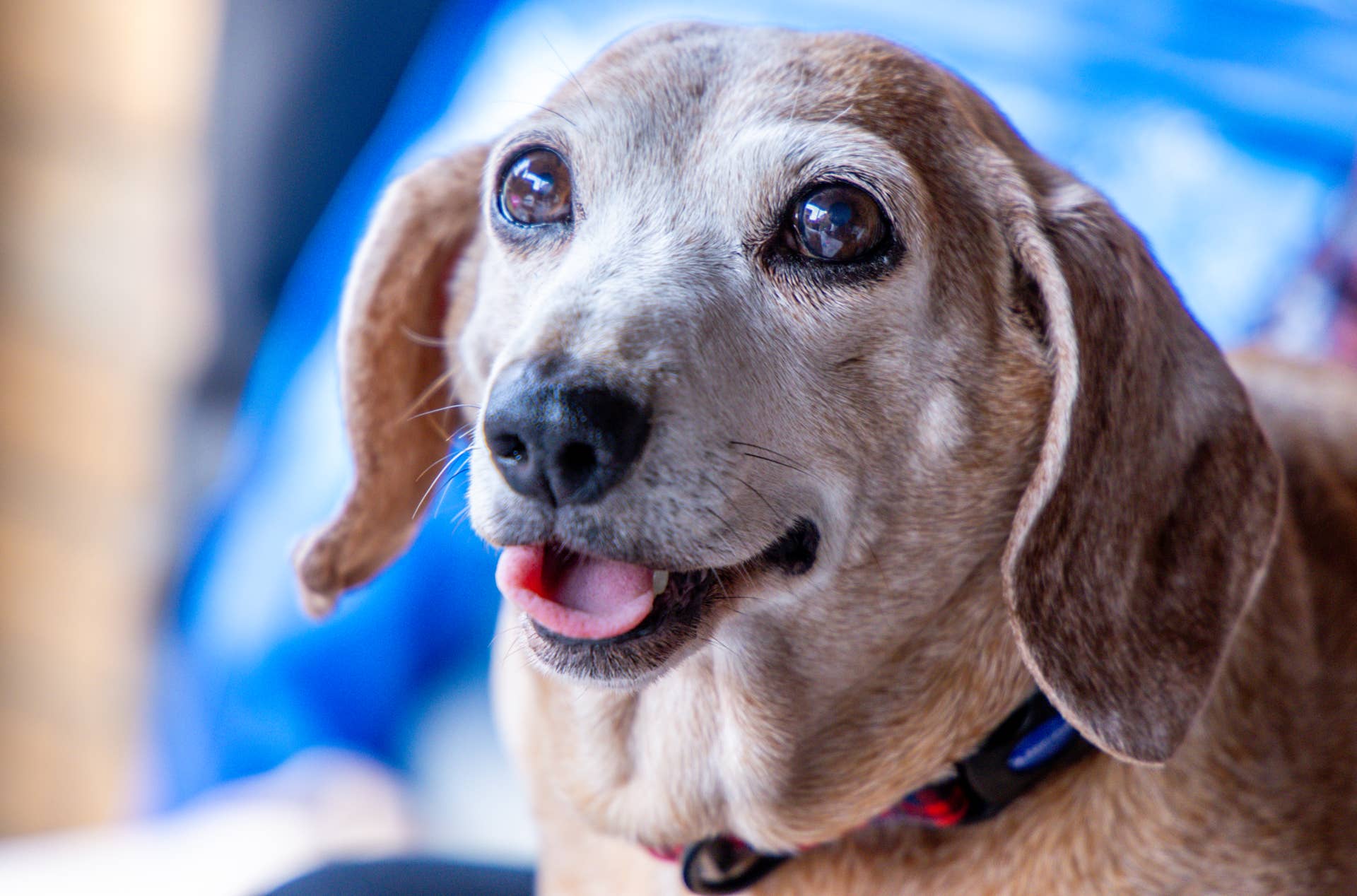 16-Year-Old Dachshund's Epic Post-Bath Zoomies Are as Sweet as It Gets