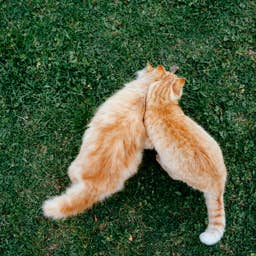 Singing Cat Doing Her 'Vocal Warm-Ups' Is Totally Ready for the Stage ...