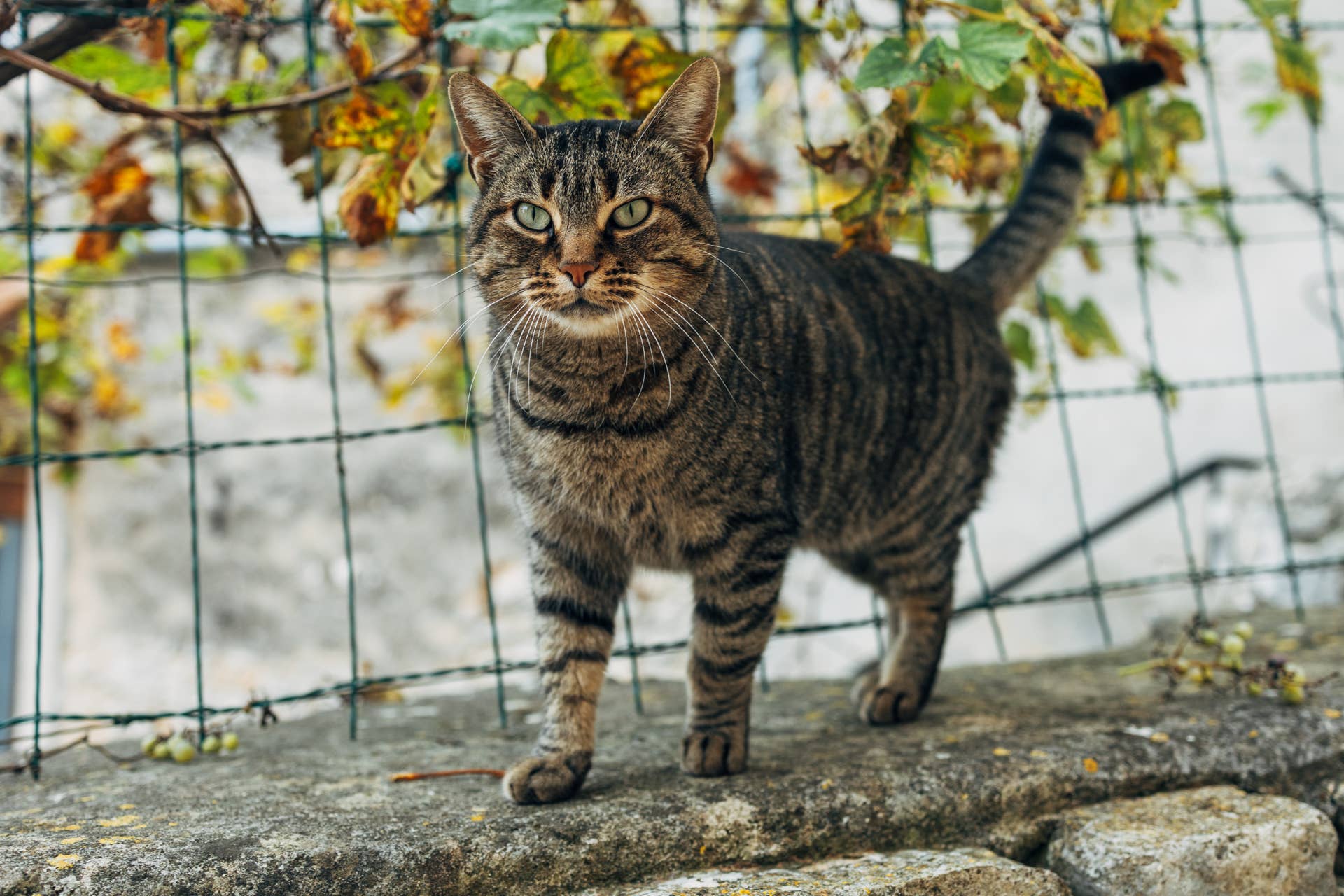 Neighborhood Stray Cat Finally Gets a House of His Own Thanks to Kind Family