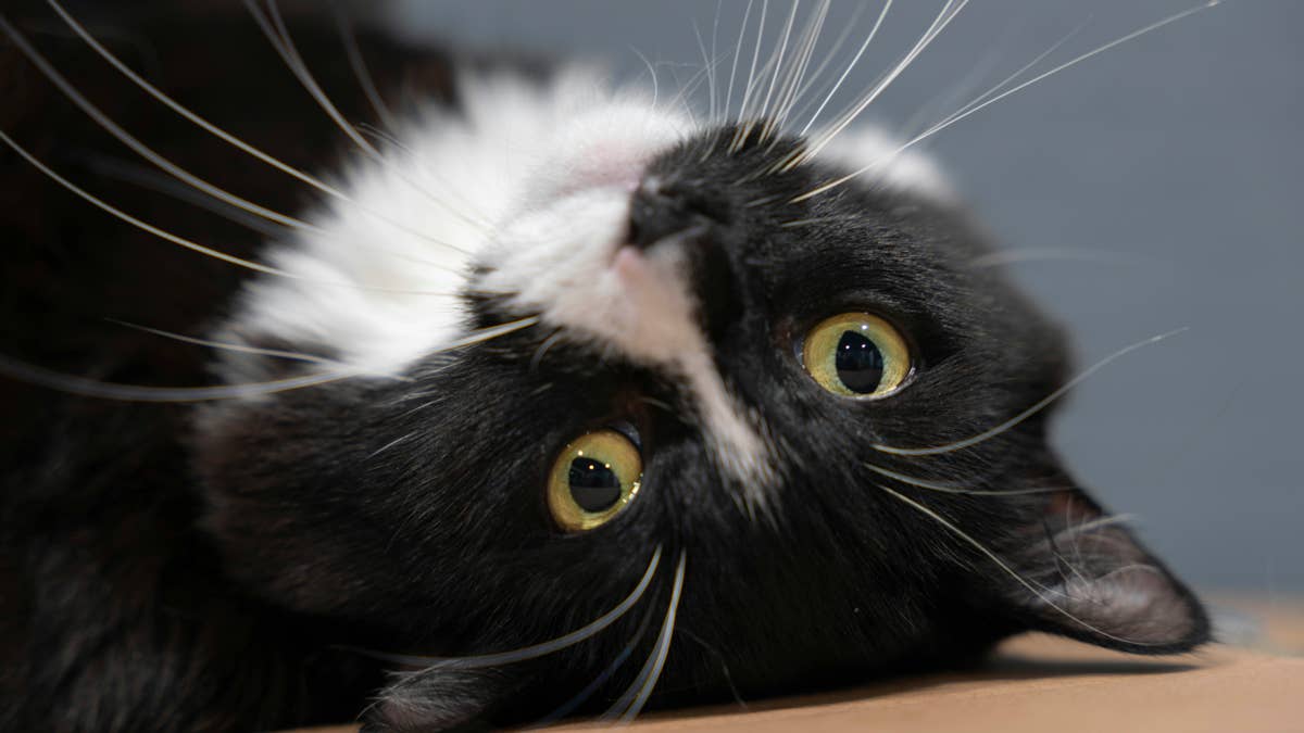 Lucky Tuxedo Cat Landed a Job as 'Head of Security' at Brooklyn Museum ...