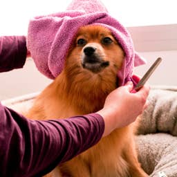 How Often Should You Really Bathe Your Dog? Professional Groomers Weigh In