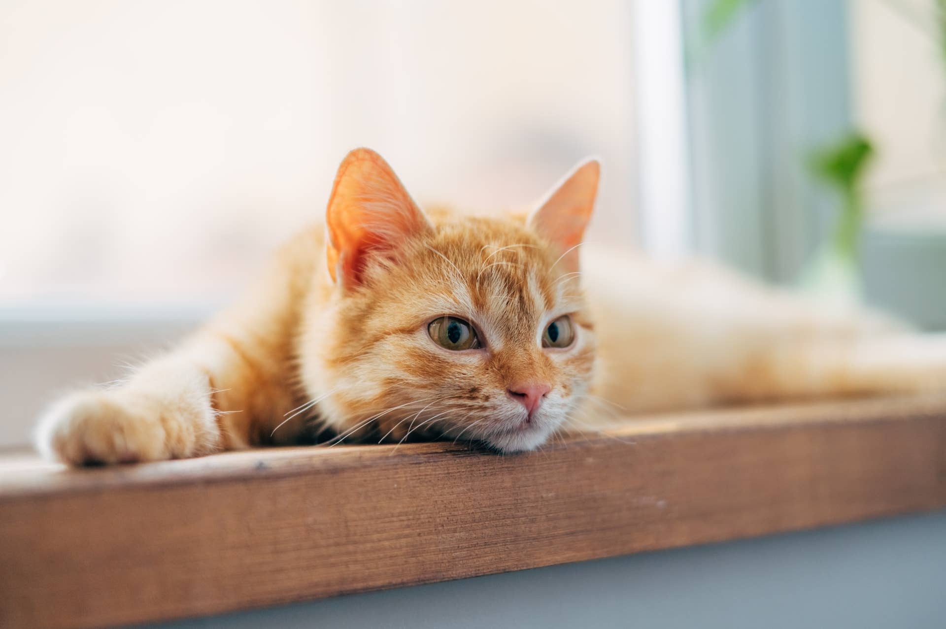 This Feral Cat Finally Realizes She's Safe—and the Moment Is Melting ...