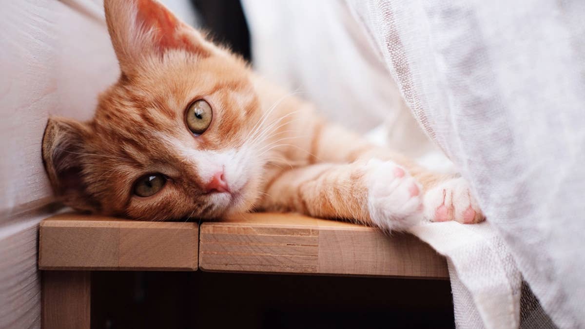 7 Best Cat Breeds for Seniors That Are Affectionate, Calm and Easy to Care For - ParadePets image