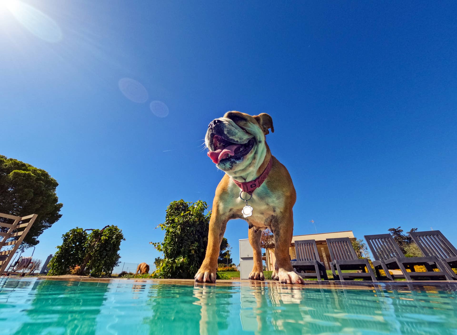 Here's Why Your Dog Swims Differently in Pools vs. Lakes - Parade Pets