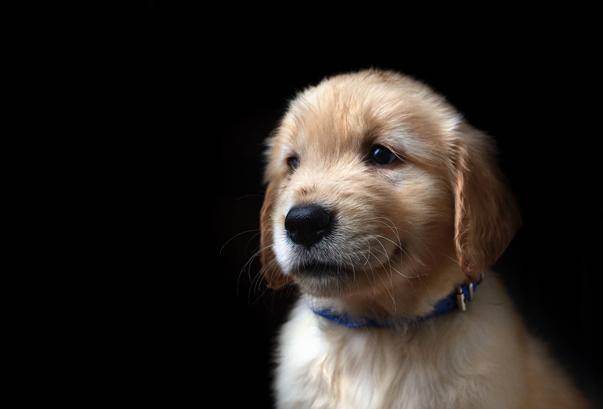 Golden Retriever Puppy's Tiny Battle With His Pajamas Is Too Cute