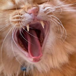 This Orange Cat Has Strong Opinions About Sneezing in His House