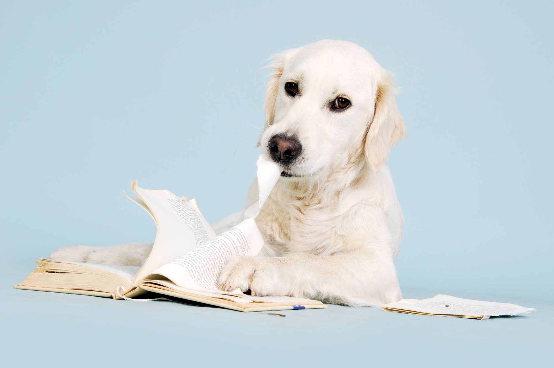 Totally Innocent Golden Retriever Caught Allegedly Tearing up the House