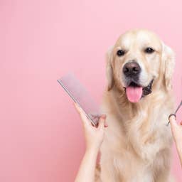Why You Should Never Shave Your Double-Coated Dog in Hot Weather
