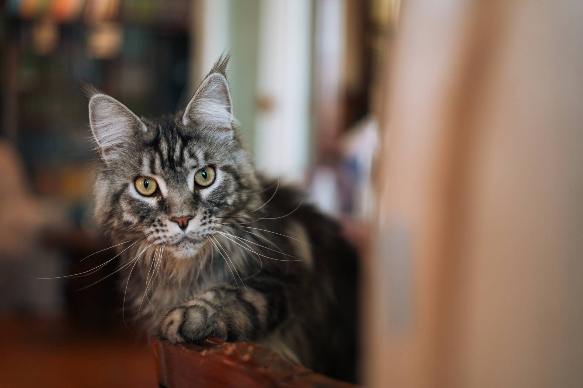 Gorgeous Deaf Maine Coon Still Has the Most Exquisite Ears