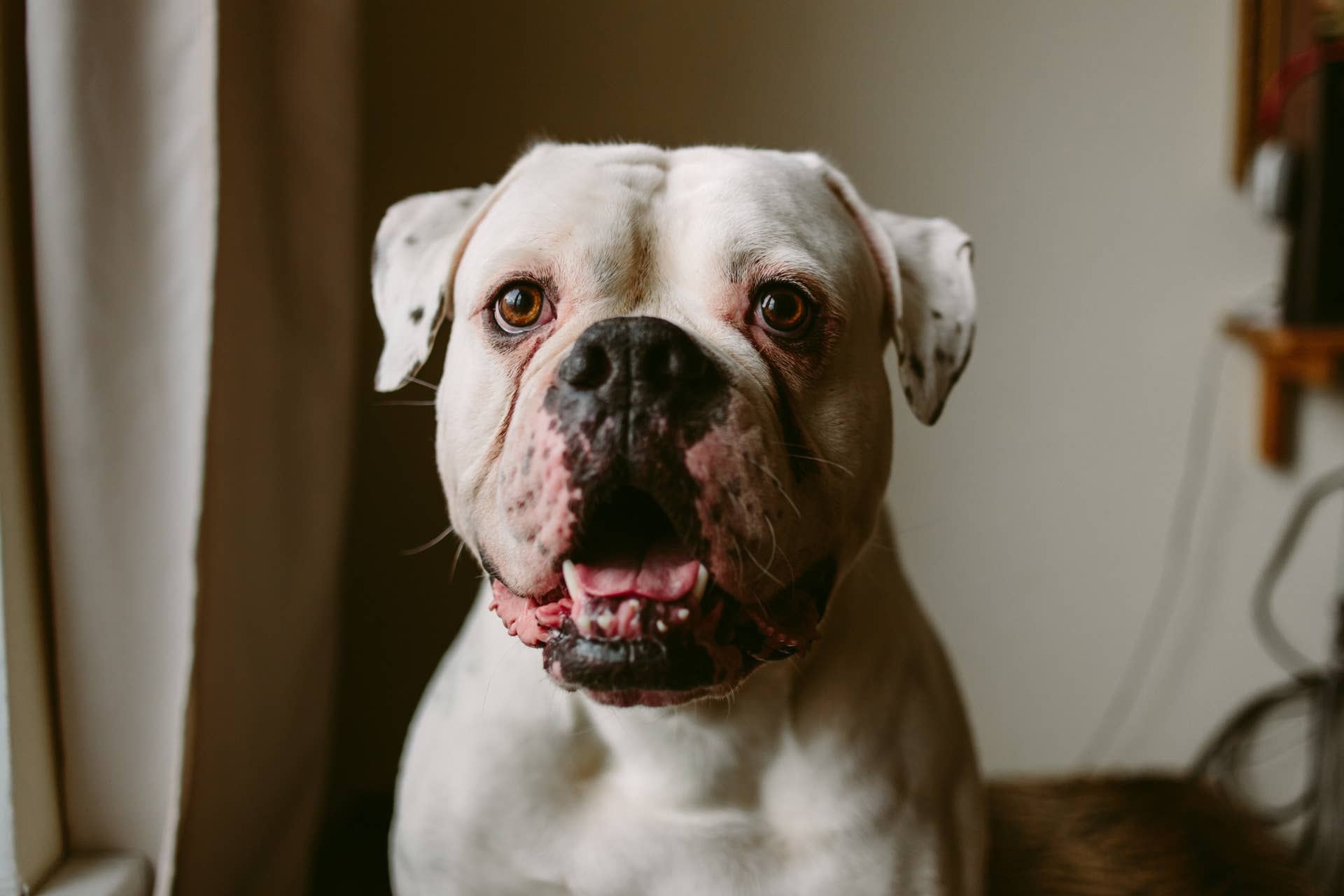 Dog Heard Bad Bunny and Reacted Immediately—' Why He Twerking ...