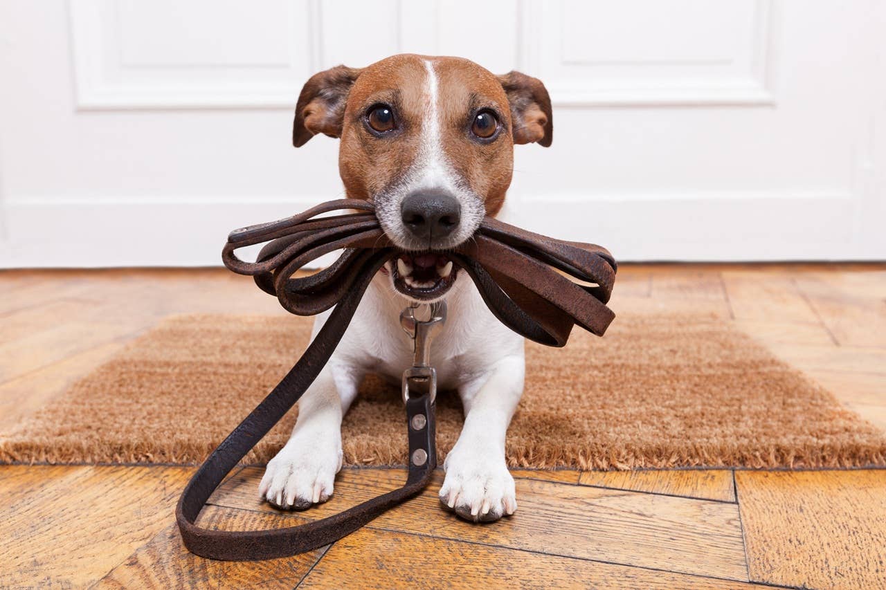 Pyramind Dog Walking Your Dog in Bad Air Quality: What Experts Want You to Know ...