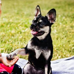 5 Summertime Foods That Are Secretly Toxic to Your Pets