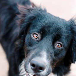 Street Dog Celebrates 1-Year Rescue Anniversary With Furry Friends and Pup Cups