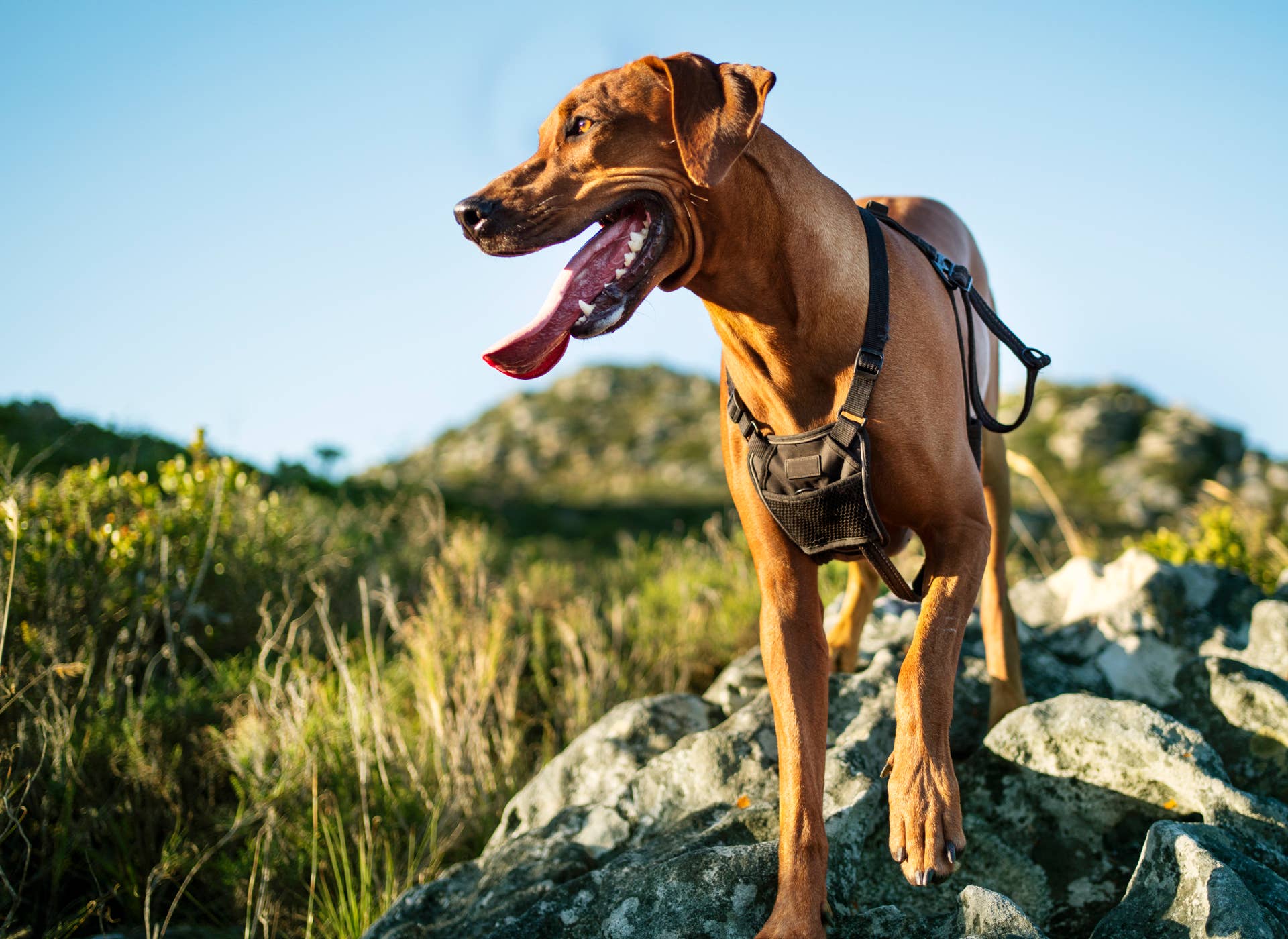 How to Transition Your Dog's Exercise Routine to Fall - Parade Pets