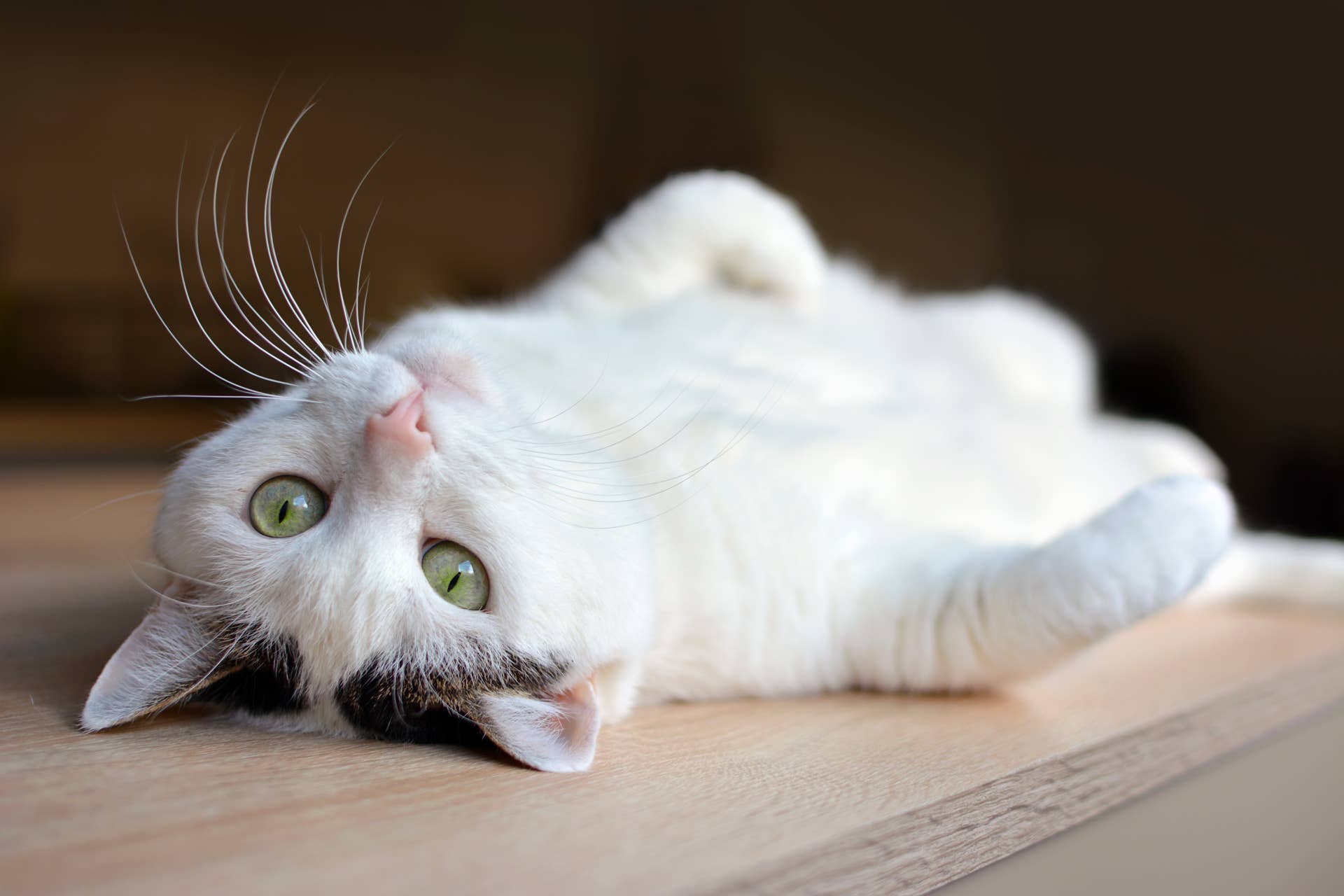 Nurturing Cat Rolls Over to 'Offer Her Milk' Every Time the Newborn Baby Cries