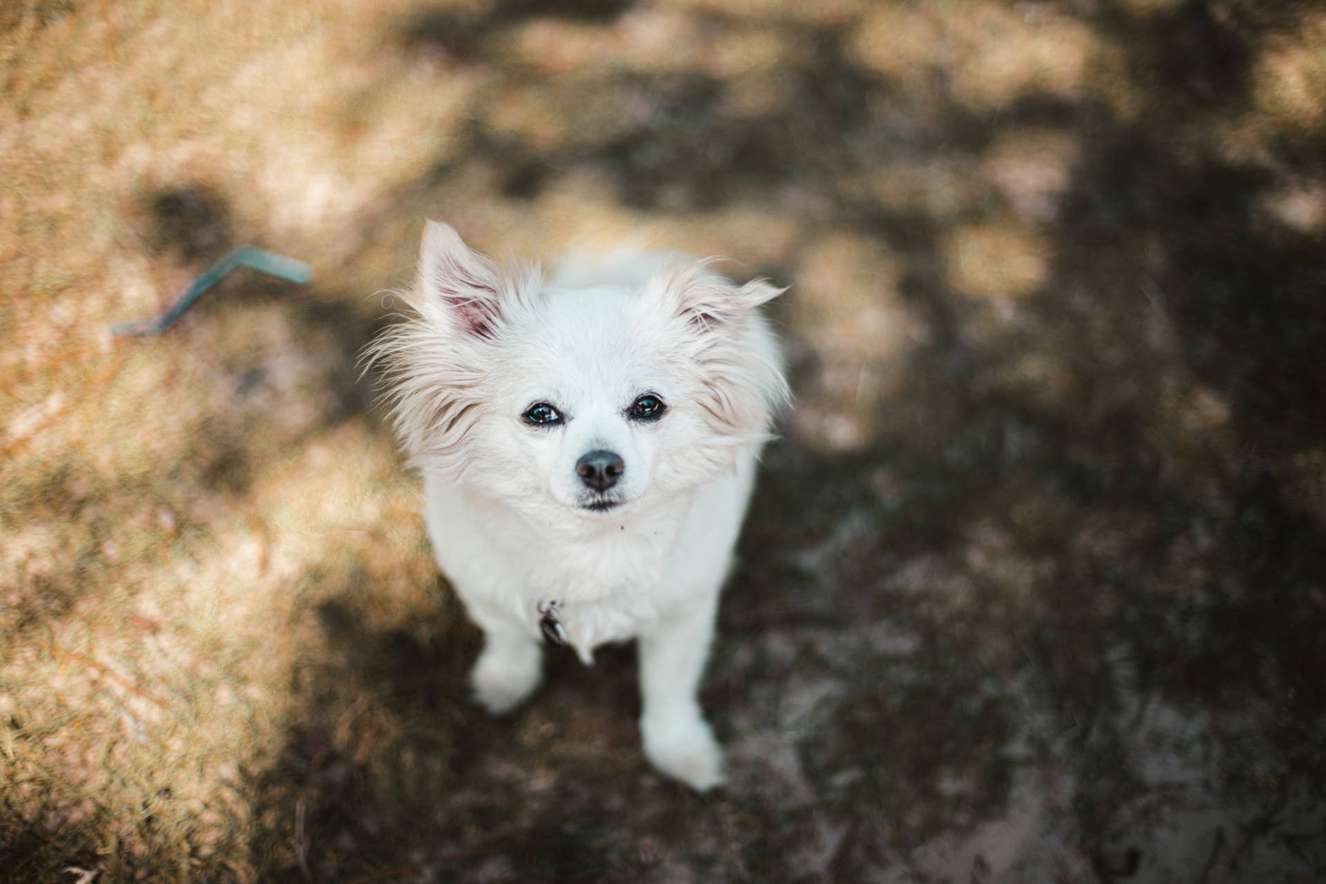 Famous Foster Mom Pulls a Tiny Dog From the Shelter, and He Instinctively Comforts Her Sick Senior Pup