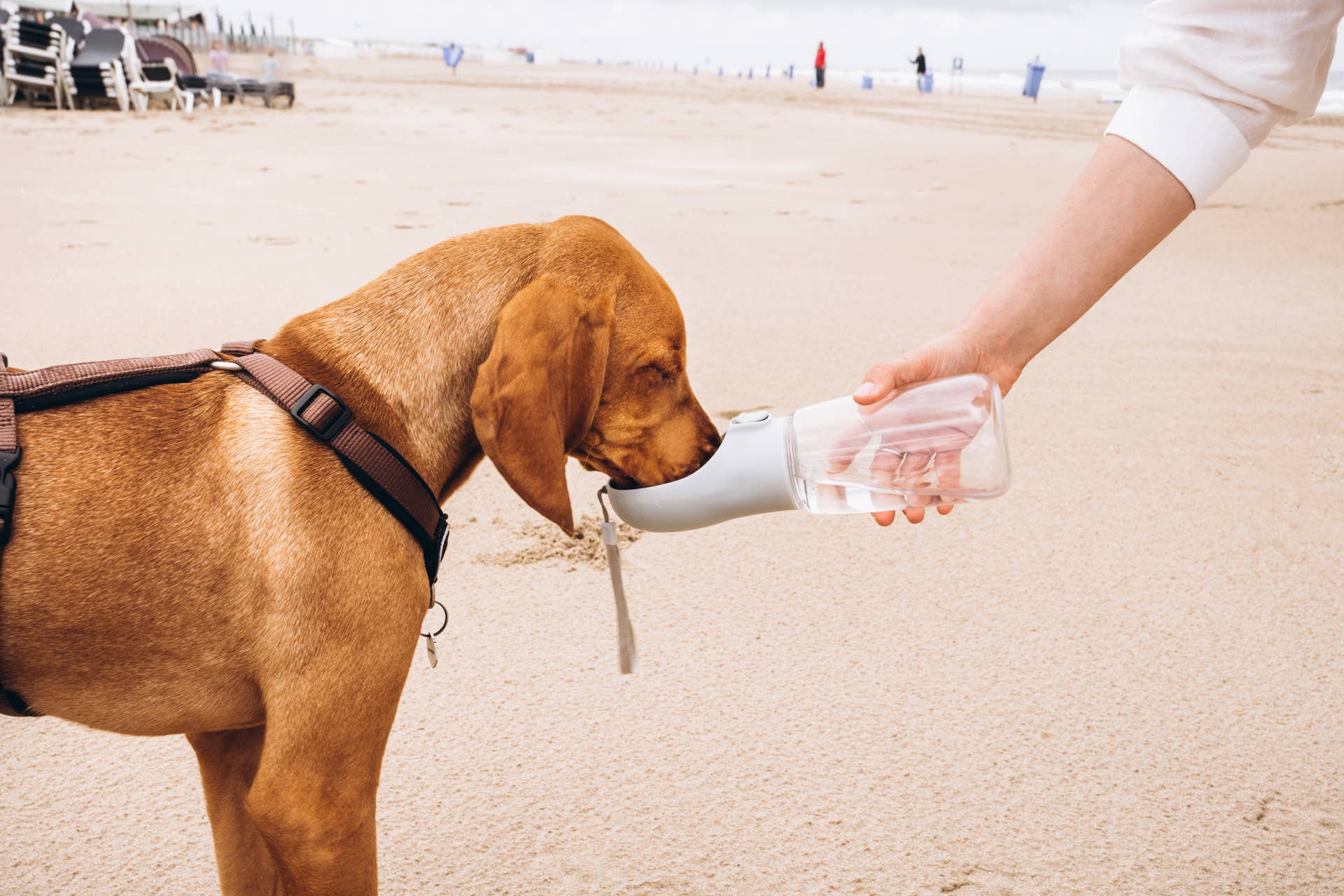 Is Cold Water Actually Bad for Hot Dogs? - Parade Pets