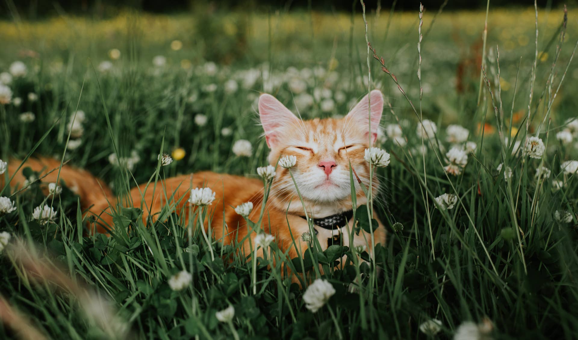 cat in field