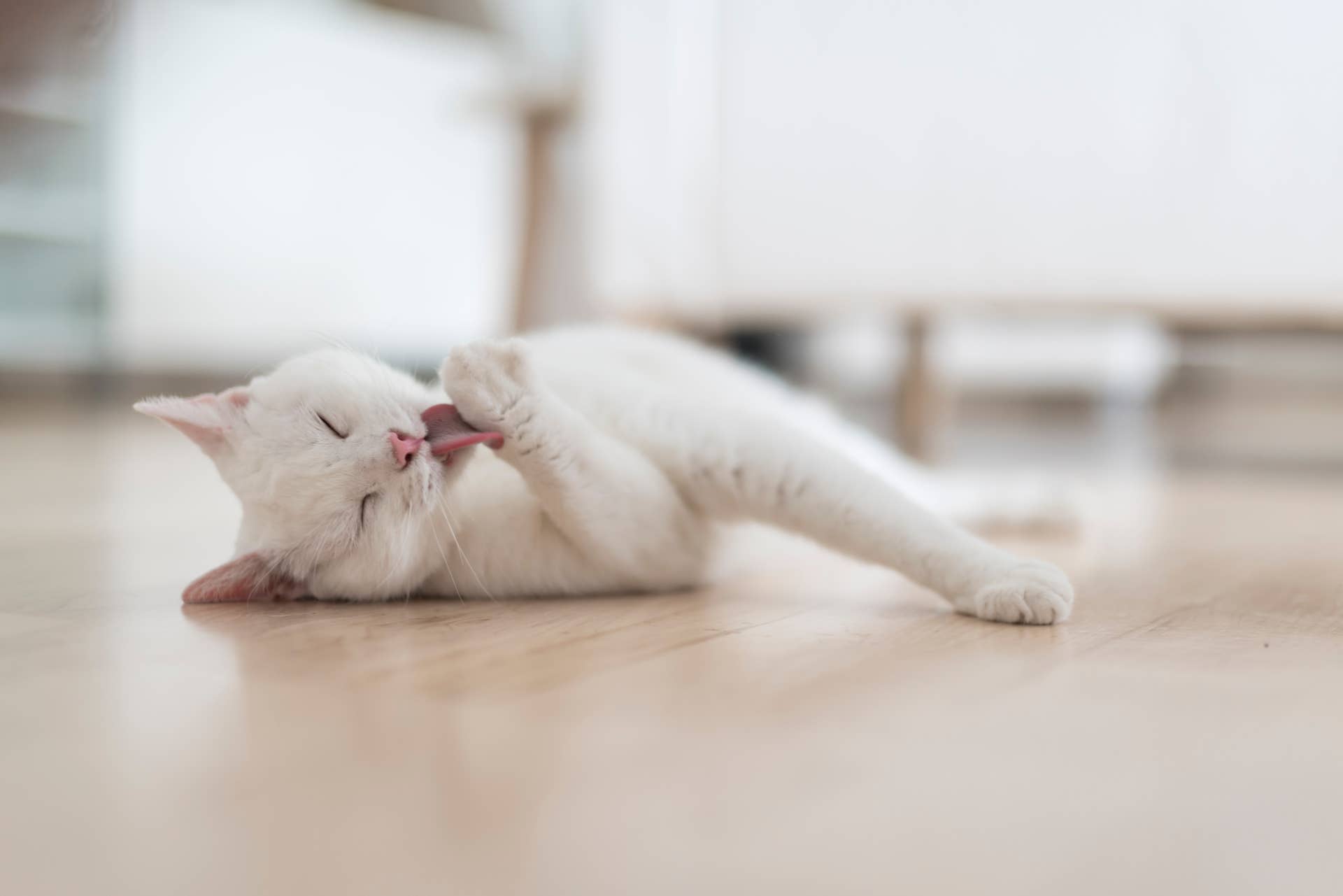 cat licking paw