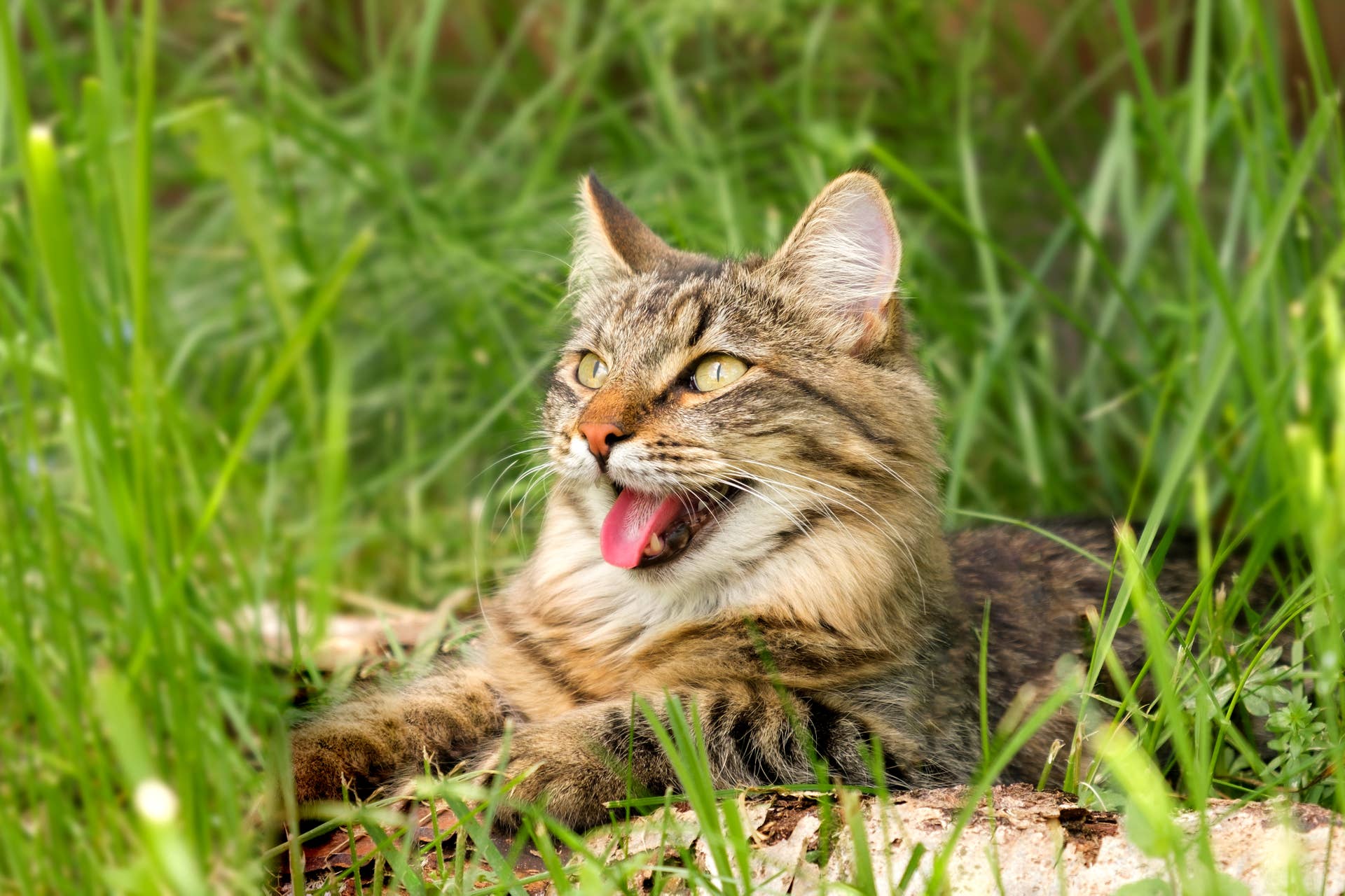 cat panting