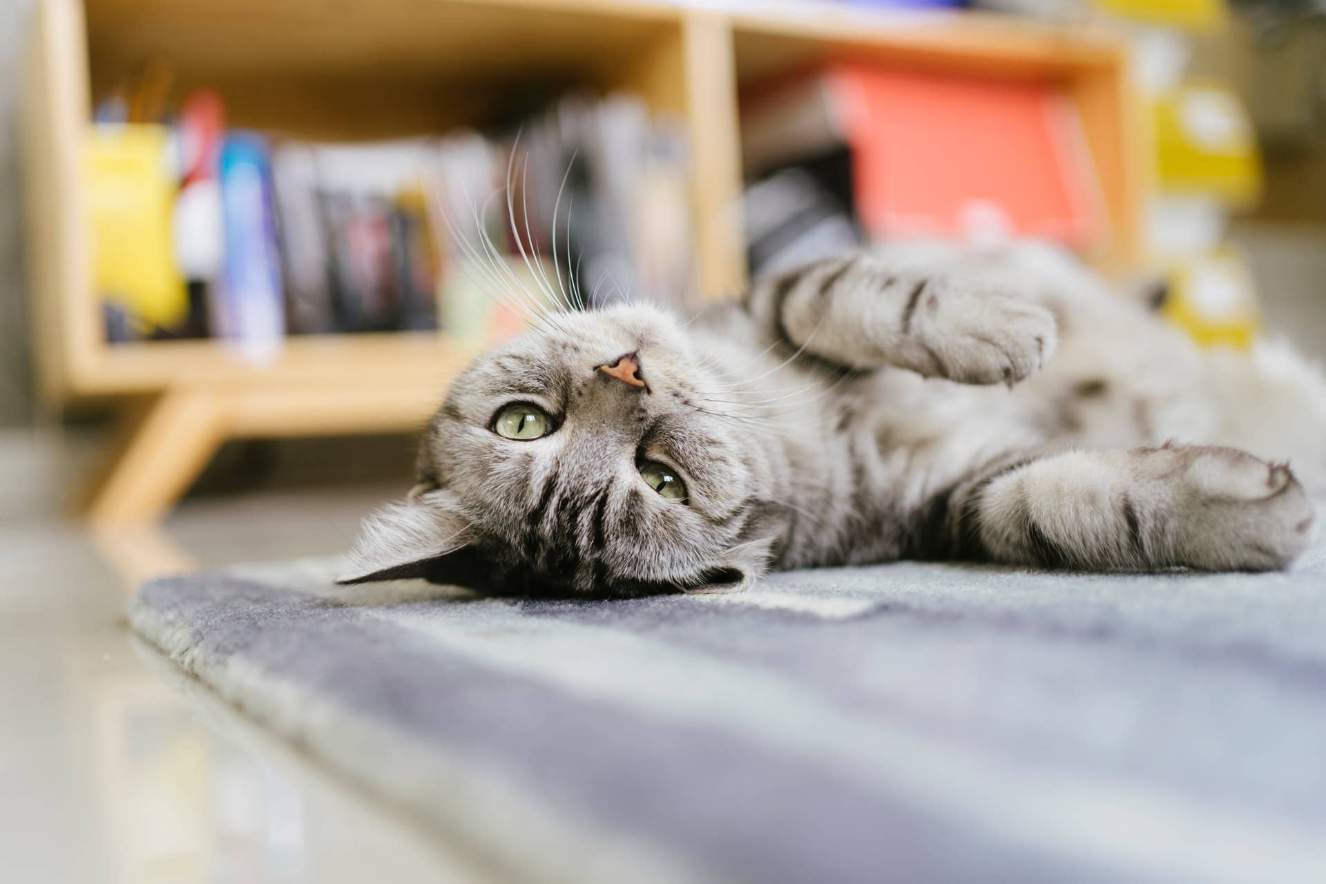 cat relaxing on floor