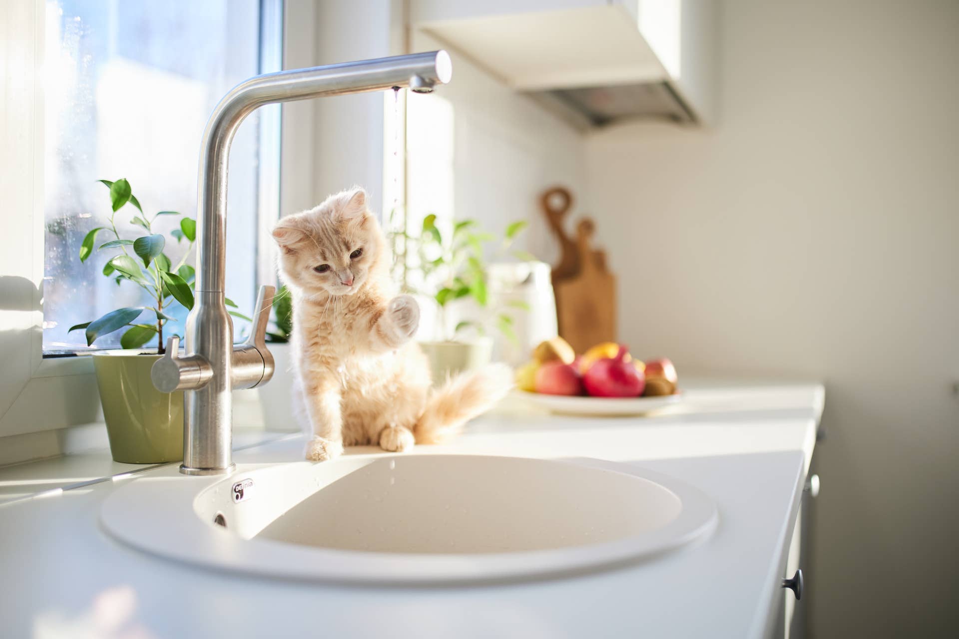 kitten playing with water from faucet