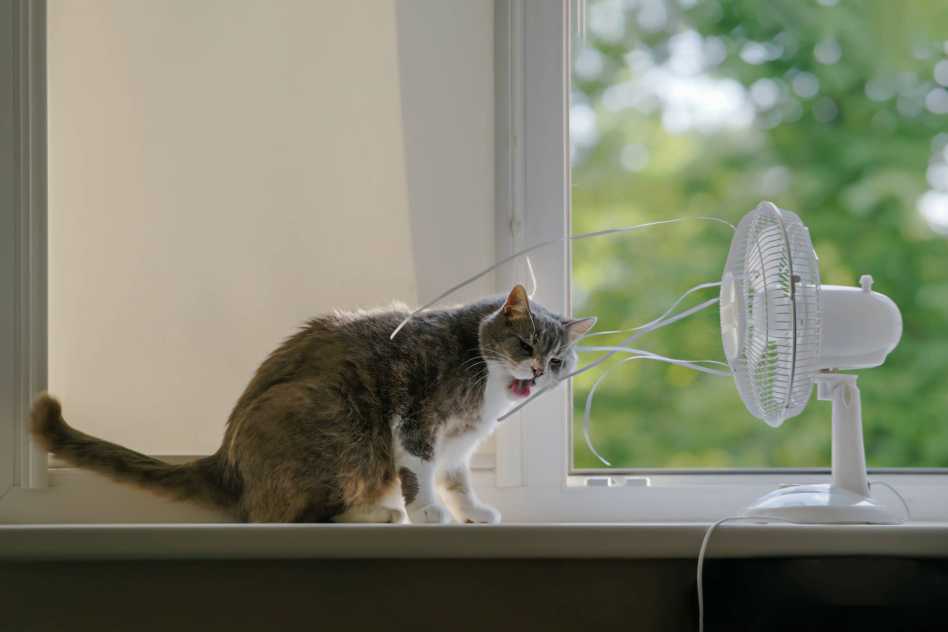 cat playing with fan during a hot summer day