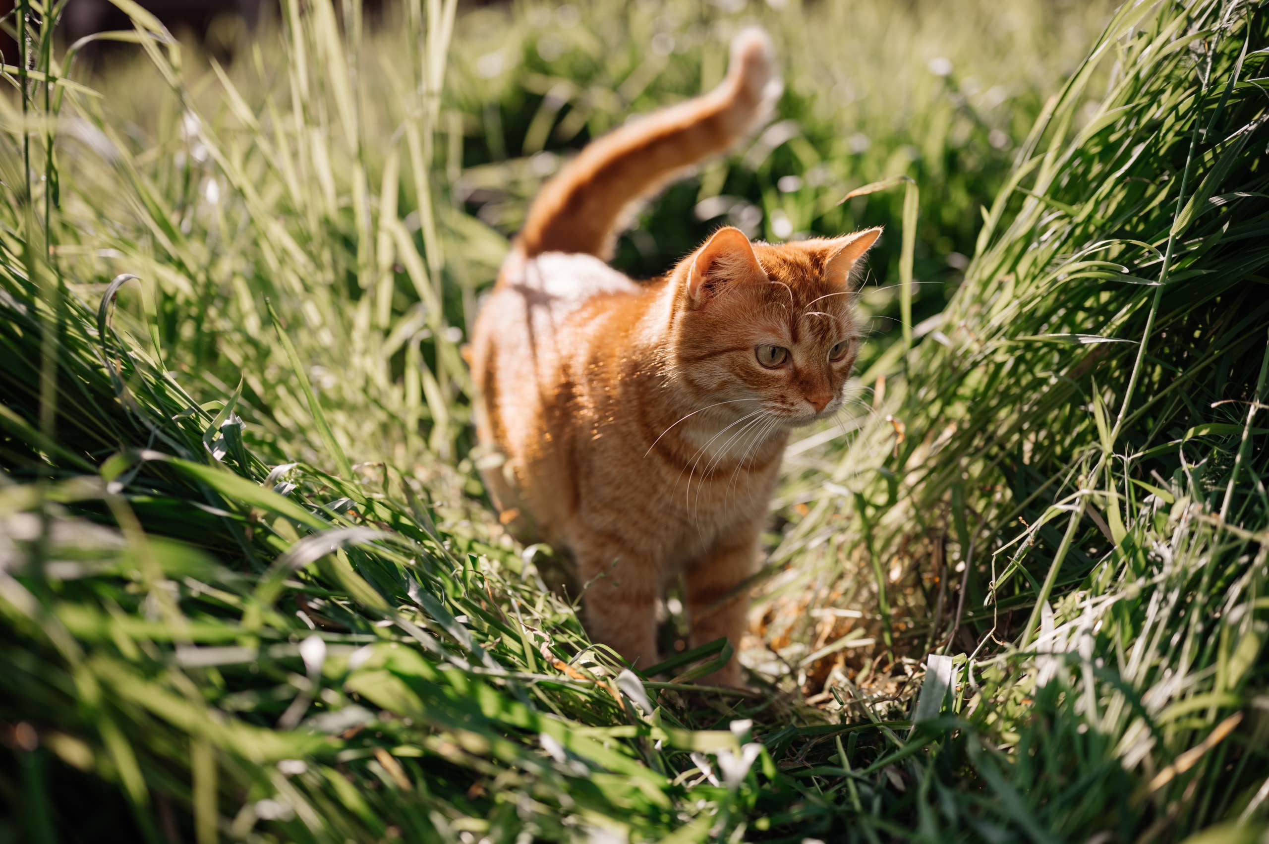 How to Safely Treat Bug Bites on Dogs and Cats - Parade Pets