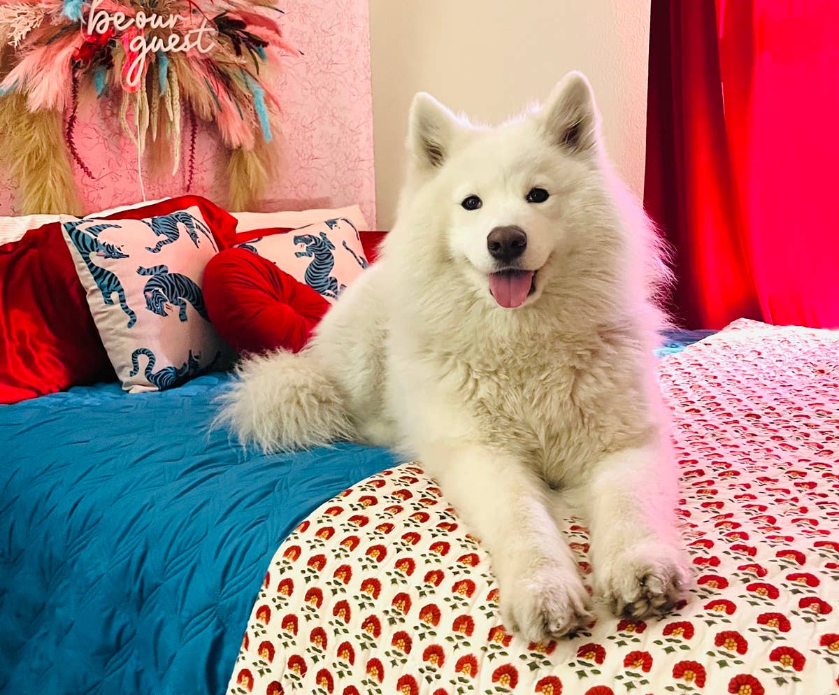 My Samoyed Is the Best Dog I