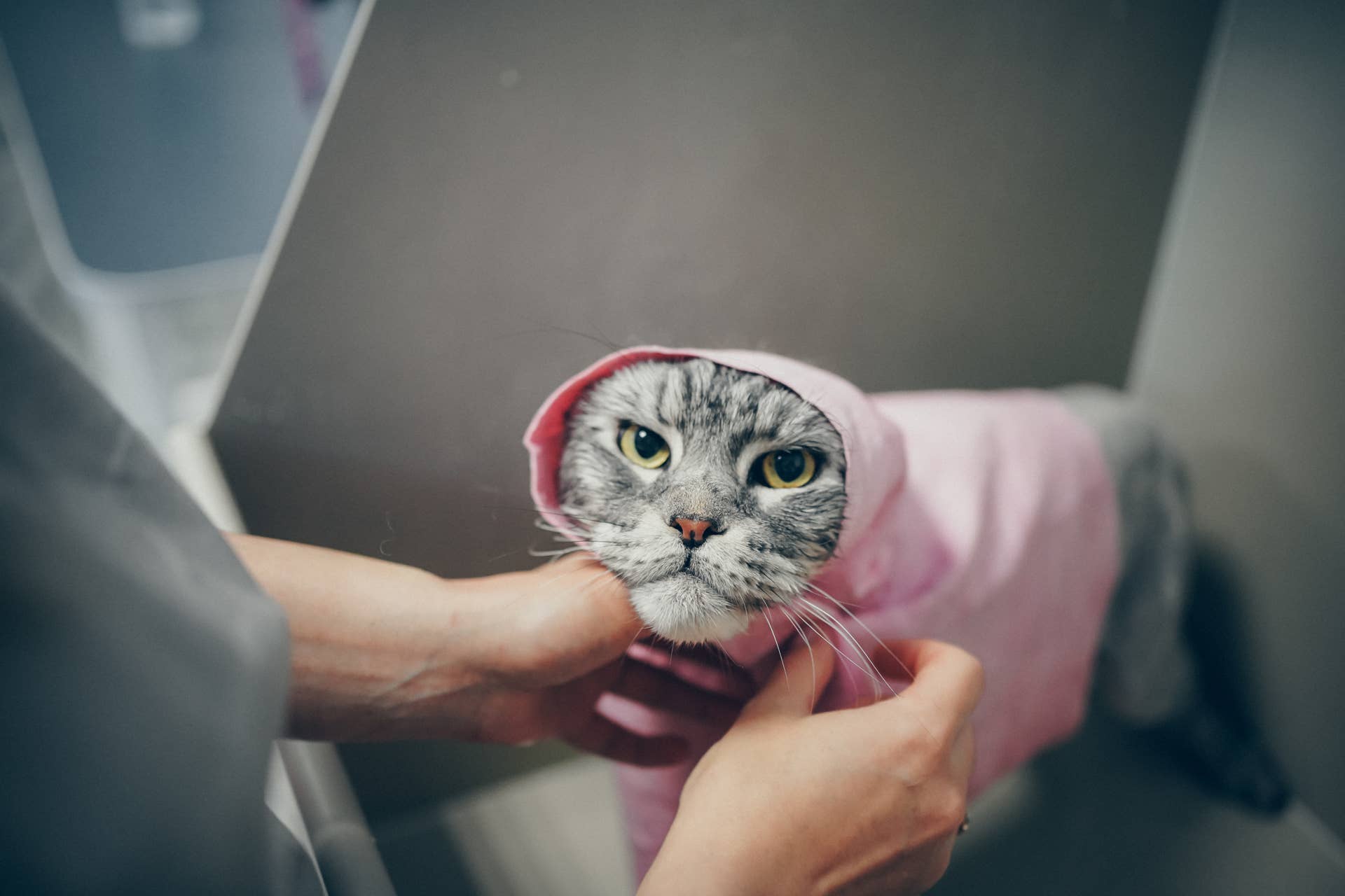 Funny Cat Waits in the Shower Each Morning So She Can Play in the Water ...