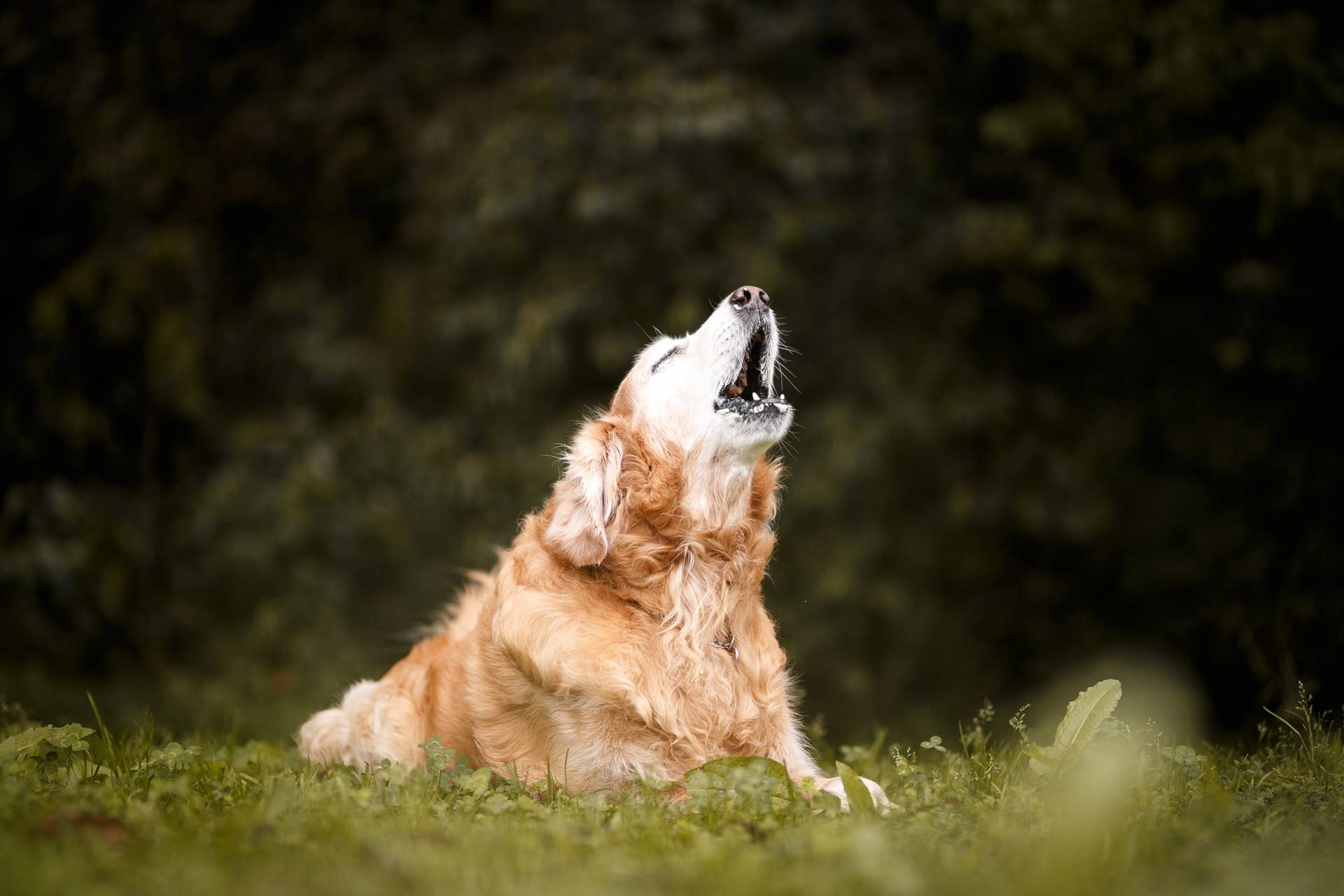 Golden Retriever 'Moos' Like a Cow, Internet Is Obsessed - Parade Pets