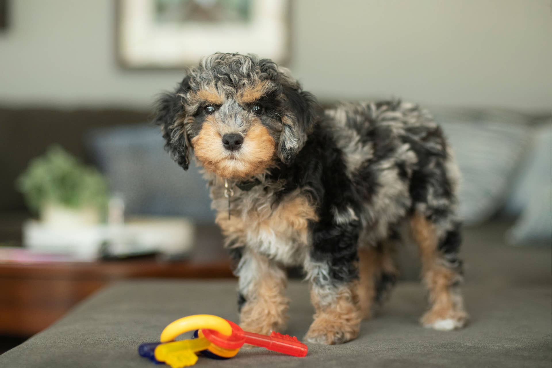 Rare Merle Cockapoo Puppy Is Almost Too Cute To Be Real in Adorable ...