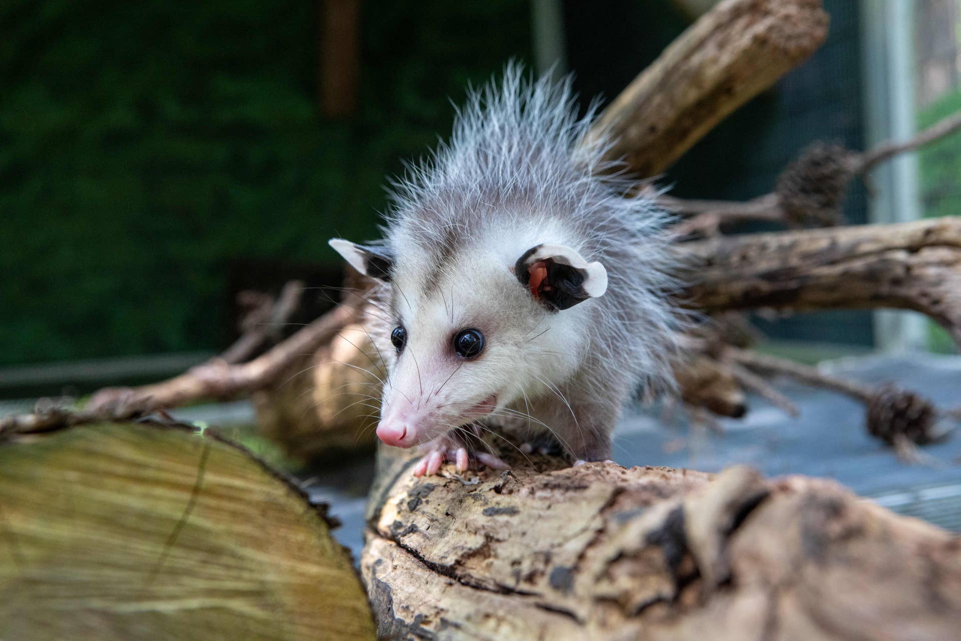 Baby Animals Cute Photos Sweet Moments And Tiny Pets Parade Pets baby-animals-cute-photos-sweet-moments-and-tiny-pets-parade-pets